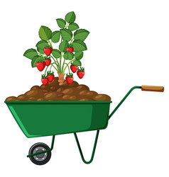 Plant On A Wheelbarrow Isolated