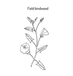 Field Bindweed Convolvulus Arvensis