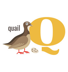 Q Word Symbol Alphabet Card With Cartoon Quail