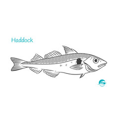 Haddock Hand-drawn