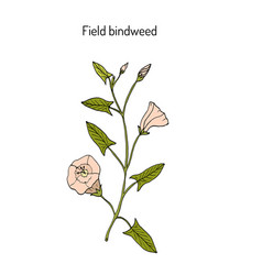 Field Bindweed Convolvulus Arvensis