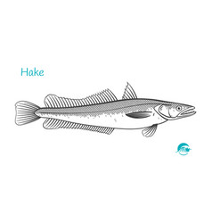 Hake Hand-drawn