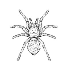 Spider In Cartoon Style