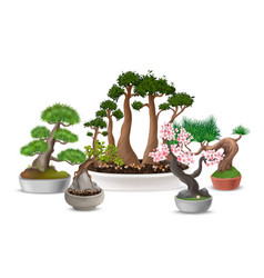 Bonsai Trees Composition