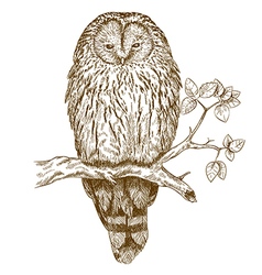 Etching Owl