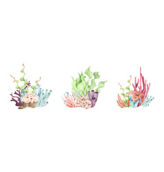 Sea Coral Elements Watercolor