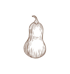 Sketch Butternut Pumpkin Ripe Raw Plant