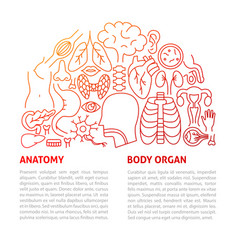 Anatomy Body Organ Line Template