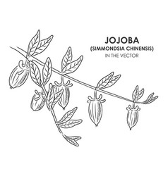 Sketch Of A Jojoba On A White Background