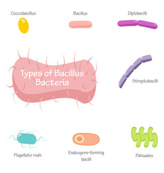 Types Of Bacilli Bacteria