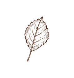 Sketch Elm Leaf Autumn Foliage Element