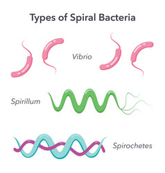 Types Of Spiral Bacteria