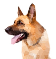 German Shepard Dog