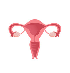 Uterus Women Health Female Reproductive System