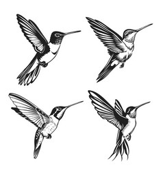 Humming Bird Clipart