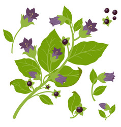 Belladonna Plant