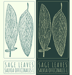 Drawing Sage Leaves Hand Drawn