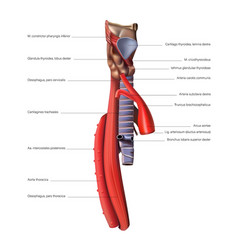 Human Anatomy Esophagus Side View On A White