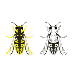 Yellowjacket Yellow Jacket Wasp Hornet