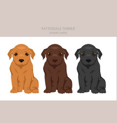 Patterdale Terrier Smooth Coated Puppy Clipart