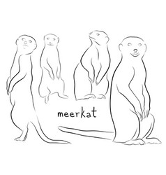 Meerkat Set Contour