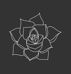 Succulent Echeveria In Doodle Style