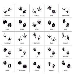 Animals Foot Marks Animal Footprint Paw