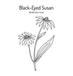 Black-eyed Susan Rudbeckia Or Brown Betty