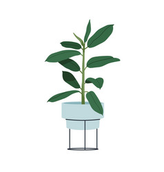 Rubber Fig Green Leaf Plant In Pot Indian Ficus