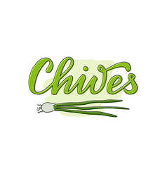 Chives Green Isolated Word With A Drawing