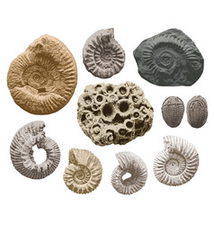 Set Of Objects Sea Stone With Imprints Shells