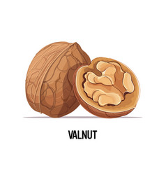 Whole And Half Walnut Isolated On White Background