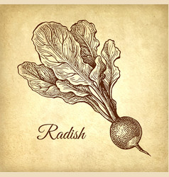 Radish Ink Sketch