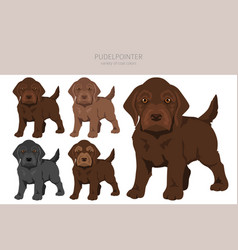 Pudelpointer Puppies Clipart Different Poses Coat