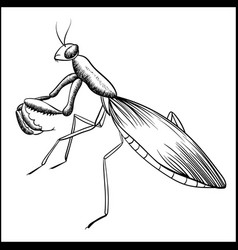 Praying Mantis Sketch Isolated On White