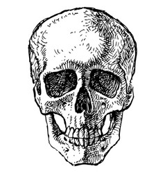 Hand Drawing Of Human Skull Isolated On White