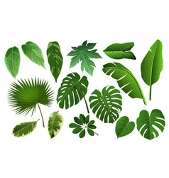 Fern Leaf Banana Palm And Monstera Realistic