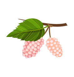 Mulberry Branch With Immature Pink Berries