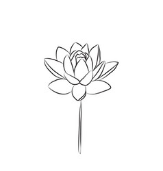 Lotus Flower Is Drawn With A Line Water Lily