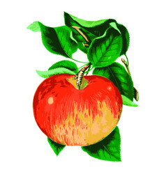 Apple Vintage Fruit Design