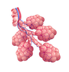 3d Of Trachea And Air Sacs In Healthy Human Lungs