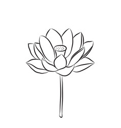 Lotus Flower Is Drawn With A Line Open Water Lily