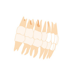 Human Teeth Denture Set Closeup Side Lateral