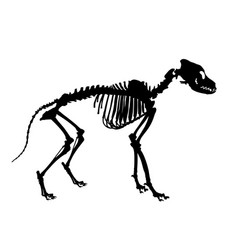 Skeleton Of A Large Dog