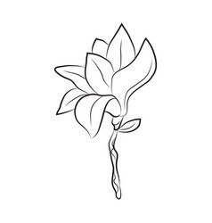 Magnolia Flower Drawn By Lines Isolated Bud