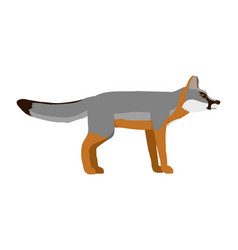 Urocyon Cinereoargenteus - Gray Fox - Side View