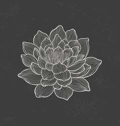 Lotus Sketch With Fine Graceful Lines Isolated