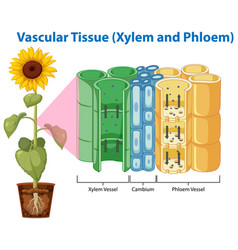 Diagram Showing Vascular Tissue Xylem And Phloem