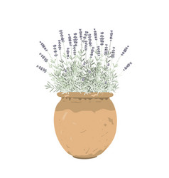 Lavender Grass In An Old Stylish Pot Isolated