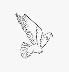 Pigeon Line Art